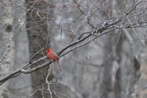 Northern Cardinal & Carolina Chickadee