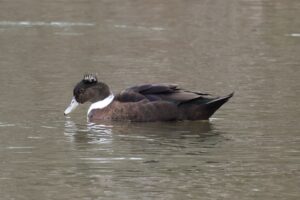 Muscovy Duck x Mallard (hybrid)