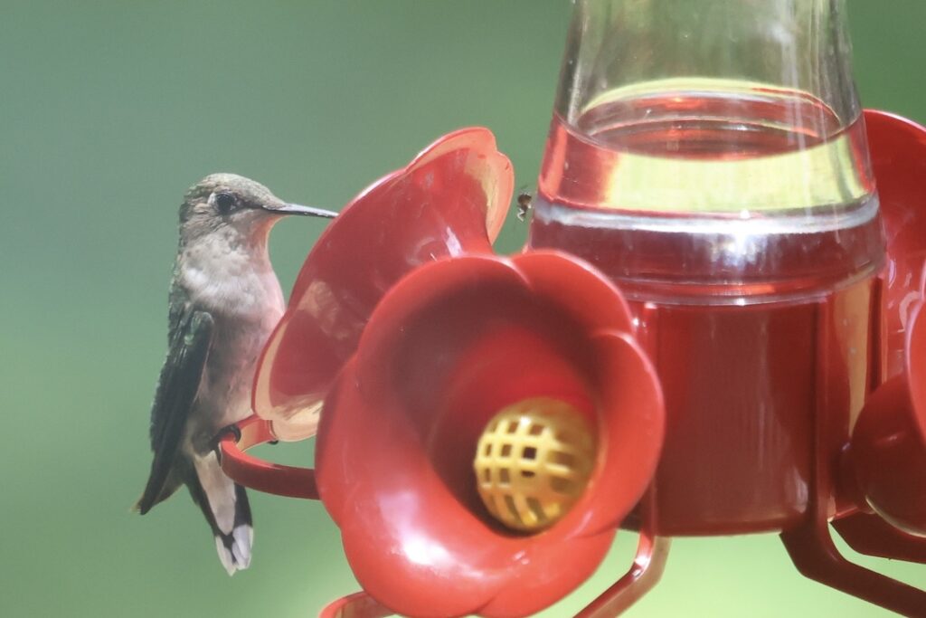 Ruby-throated Hummingbird © JD Ryan
